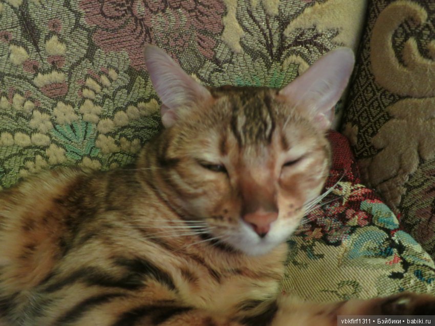 Любимые кошечки — Интересное обо всем: поздравления (фото 2)