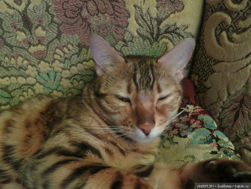 Любимые кошечки — Интересное обо всем: поздравления (фото 6)