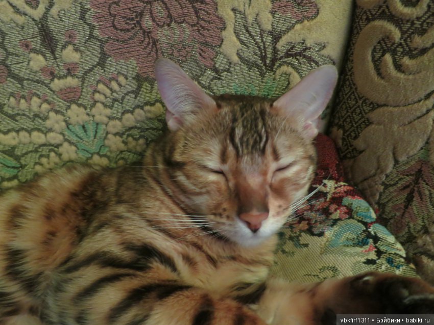 Любимые кошечки — Интересное обо всем: поздравления (фото 5)