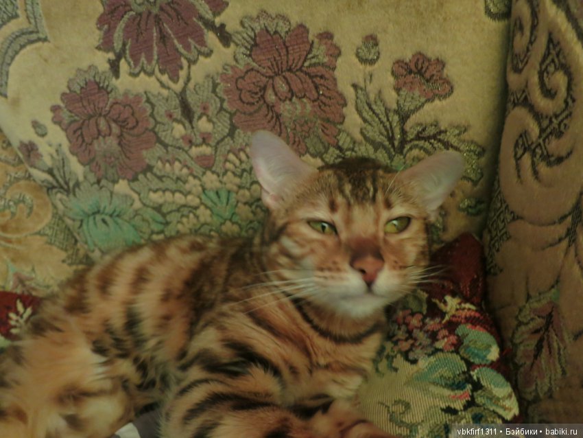 Любимые кошечки — Интересное обо всем: поздравления (фото 9)