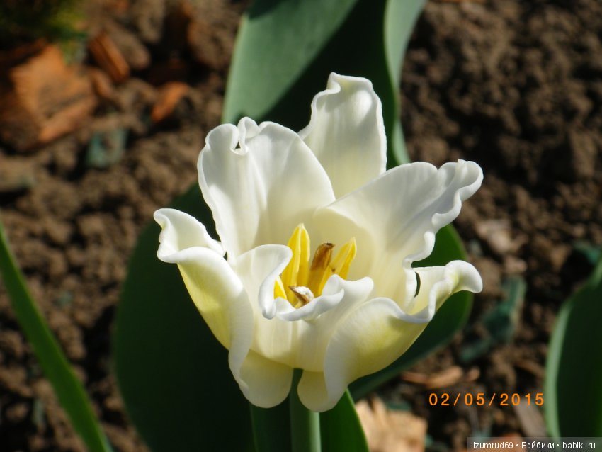 Луковичные в моем саду. С праздником 8 Марта