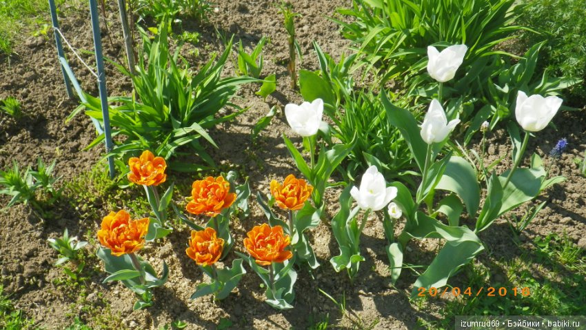 Луковичные в моем саду. С праздником 8 Марта