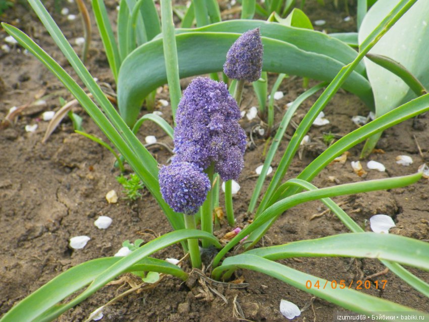 Луковичные в моем саду. С праздником 8 Марта