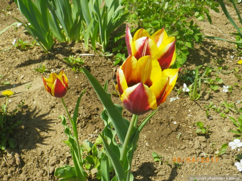 Луковичные в моем саду. С праздником 8 Марта