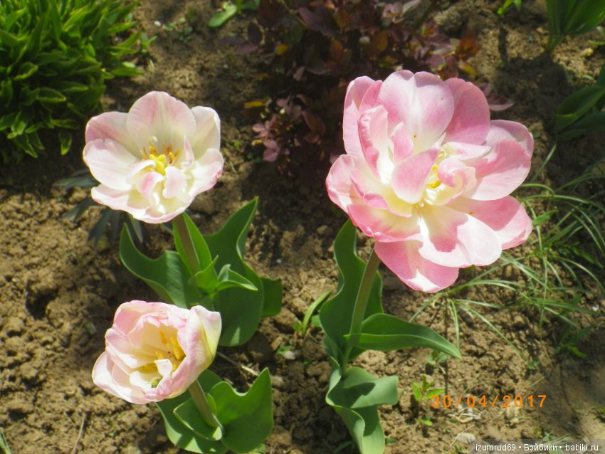 Луковичные в моем саду. С праздником 8 Марта