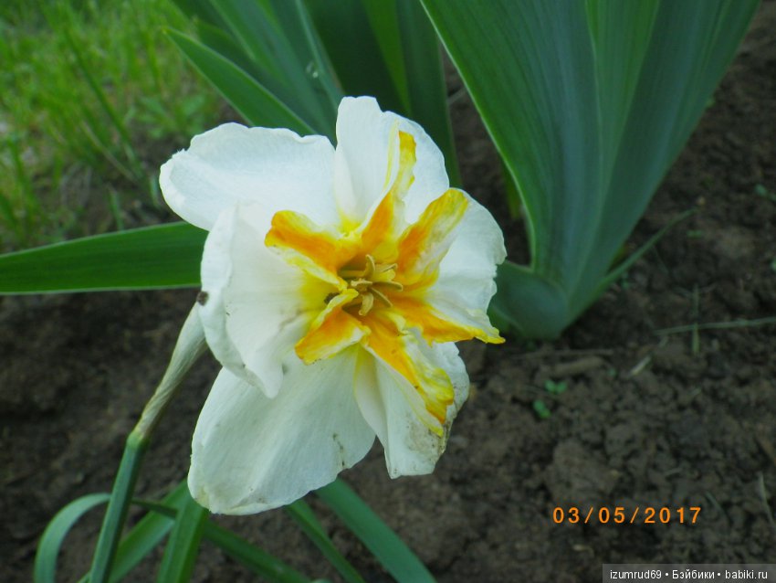 Луковичные в моем саду. С праздником 8 Марта