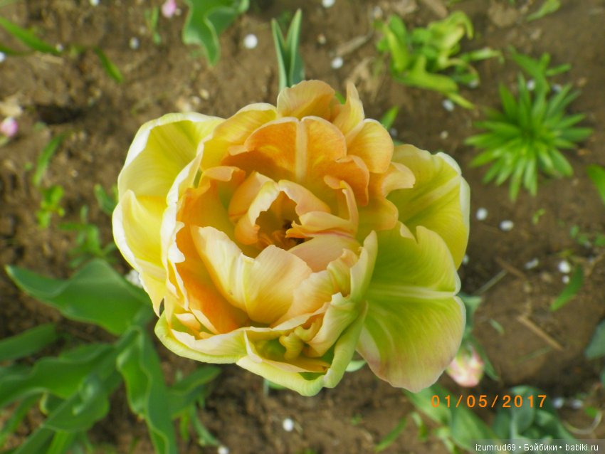 Луковичные в моем саду. С праздником 8 Марта