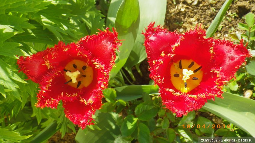 Луковичные в моем саду. С праздником 8 Марта (фото 10)