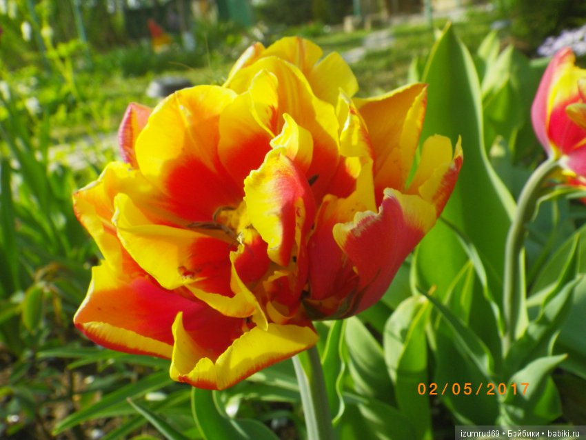 Луковичные в моем саду. С праздником 8 Марта