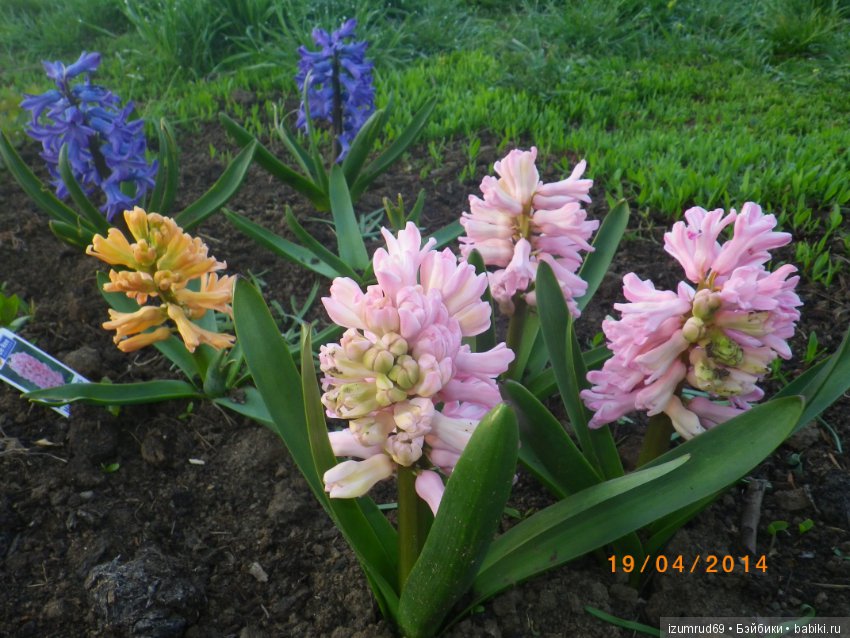 Луковичные в моем саду. С праздником 8 Марта