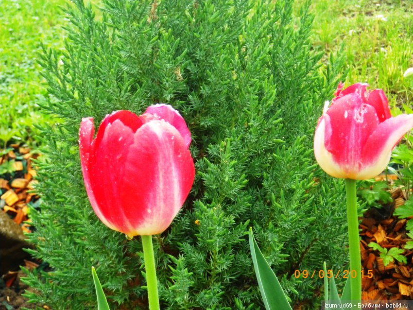 Луковичные в моем саду. С праздником 8 Марта