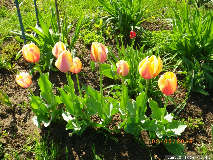 Луковичные в моем саду. С праздником 8 Марта