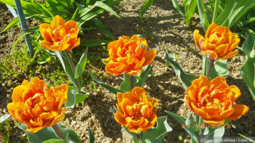 Луковичные в моем саду. С праздником 8 Марта