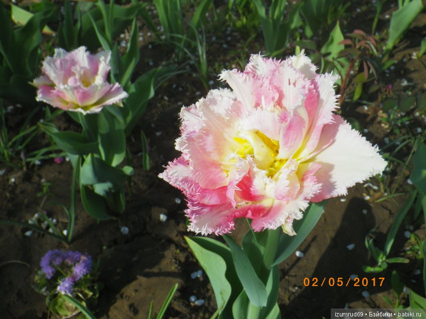 Луковичные в моем саду. С праздником 8 Марта