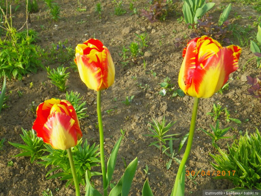 Луковичные в моем саду. С праздником 8 Марта