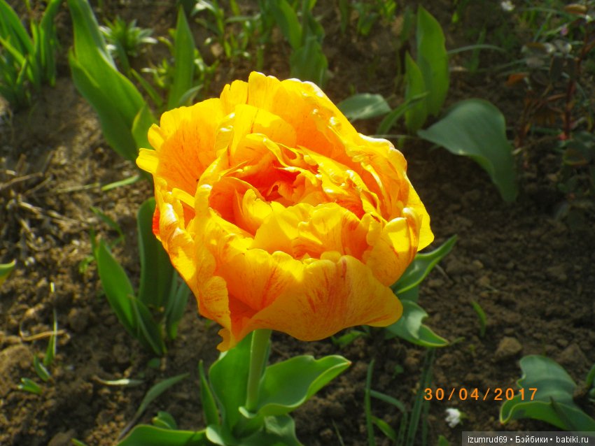 Луковичные в моем саду. С праздником 8 Марта