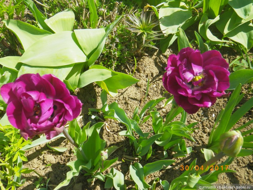 Луковичные в моем саду. С праздником 8 Марта