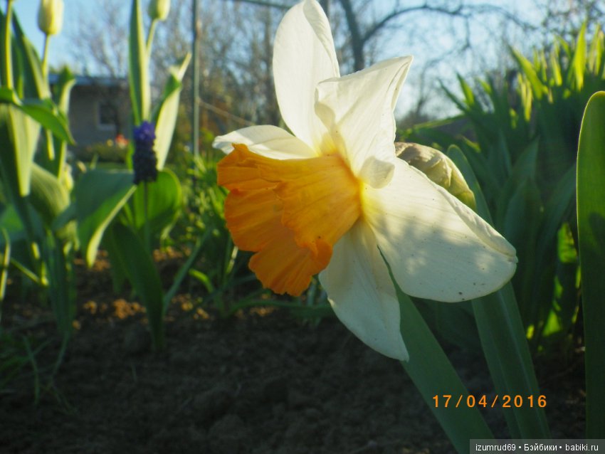 Луковичные в моем саду. С праздником 8 Марта (фото 9)