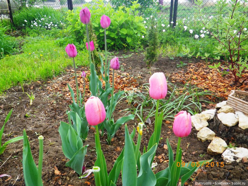 Луковичные в моем саду. С праздником 8 Марта