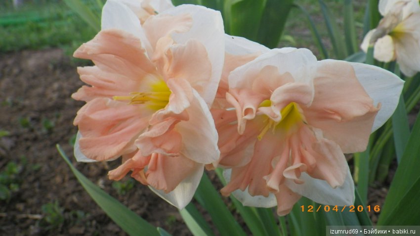 Луковичные в моем саду. С праздником 8 Марта (фото 7)