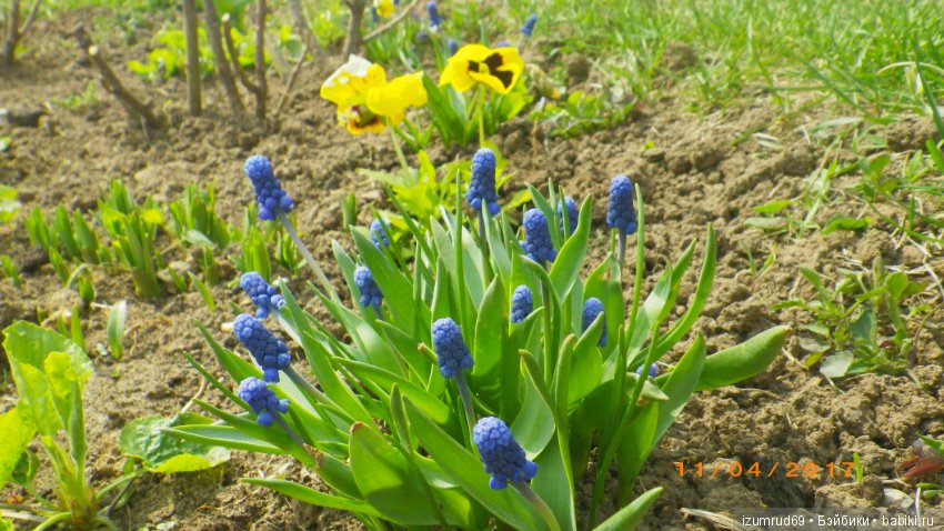 Луковичные в моем саду. С праздником 8 Марта (фото 4)