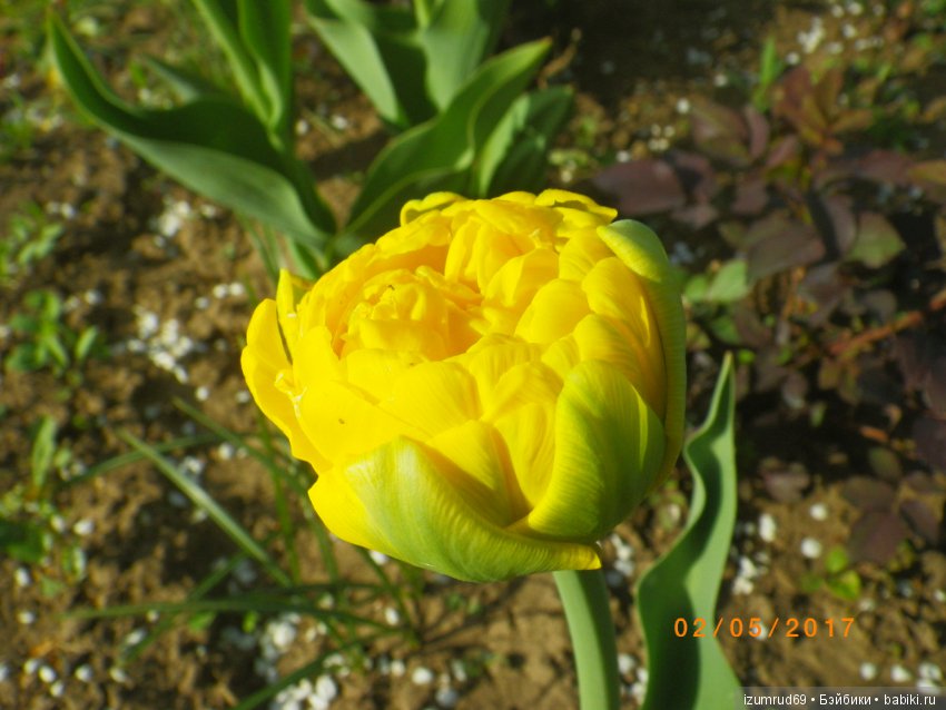 Луковичные в моем саду. С праздником 8 Марта