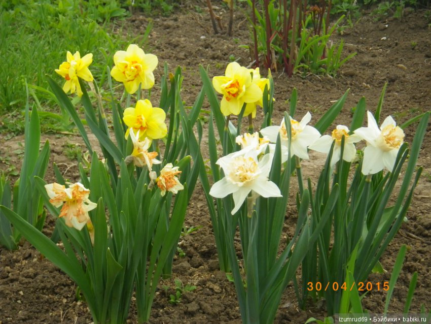 Луковичные в моем саду. С праздником 8 Марта