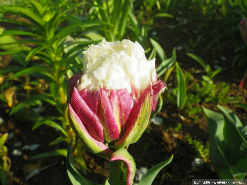 Луковичные в моем саду. С праздником 8 Марта