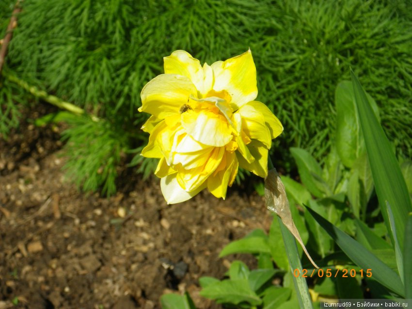 Луковичные в моем саду. С праздником 8 Марта