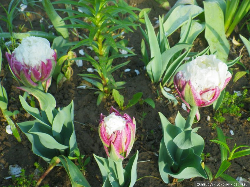 Луковичные в моем саду. С праздником 8 Марта