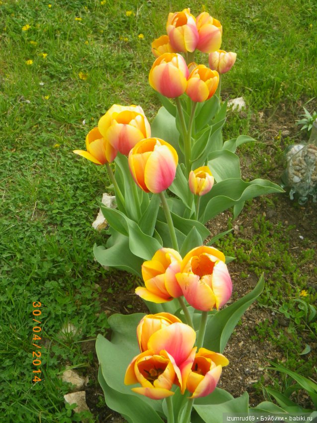 Луковичные в моем саду. С праздником 8 Марта