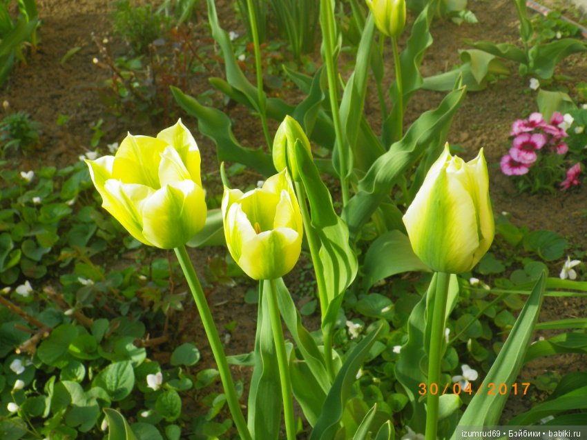 Луковичные в моем саду. С праздником 8 Марта