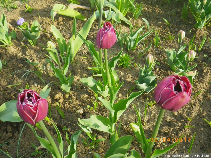 Луковичные в моем саду. С праздником 8 Марта