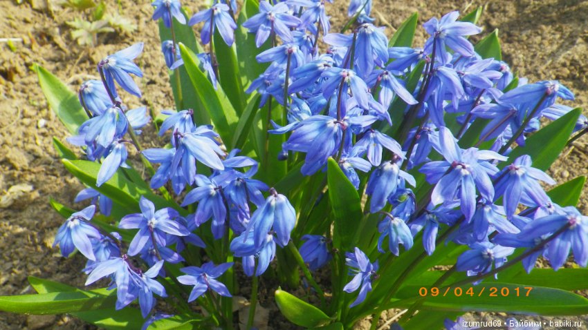 Луковичные в моем саду. С праздником 8 Марта (фото 3)