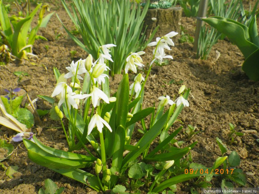 Луковичные в моем саду. С праздником 8 Марта (фото 2)