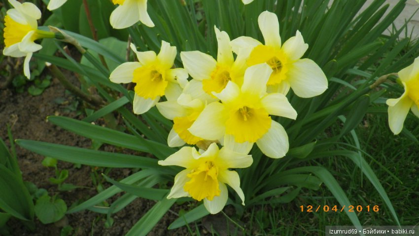 Луковичные в моем саду. С праздником 8 Марта (фото 6)