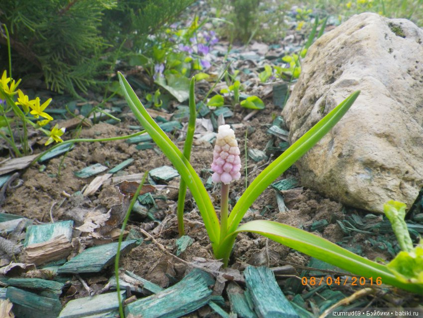 Луковичные в моем саду. С праздником 8 Марта (фото 5)