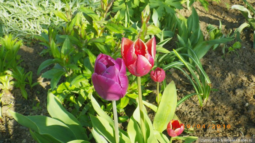 Луковичные в моем саду. С праздником 8 Марта