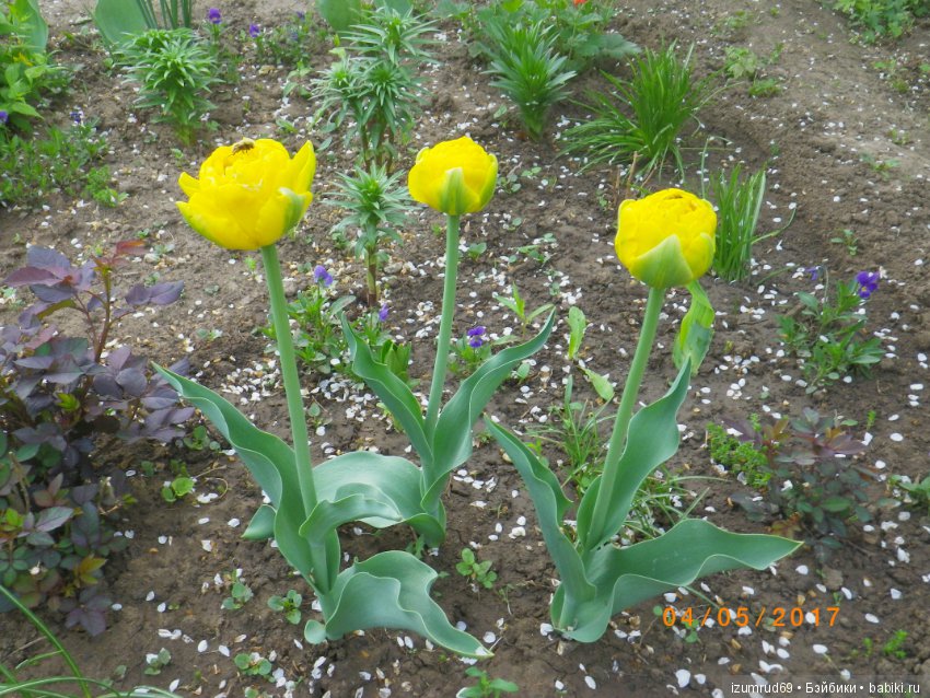 Луковичные в моем саду. С праздником 8 Марта