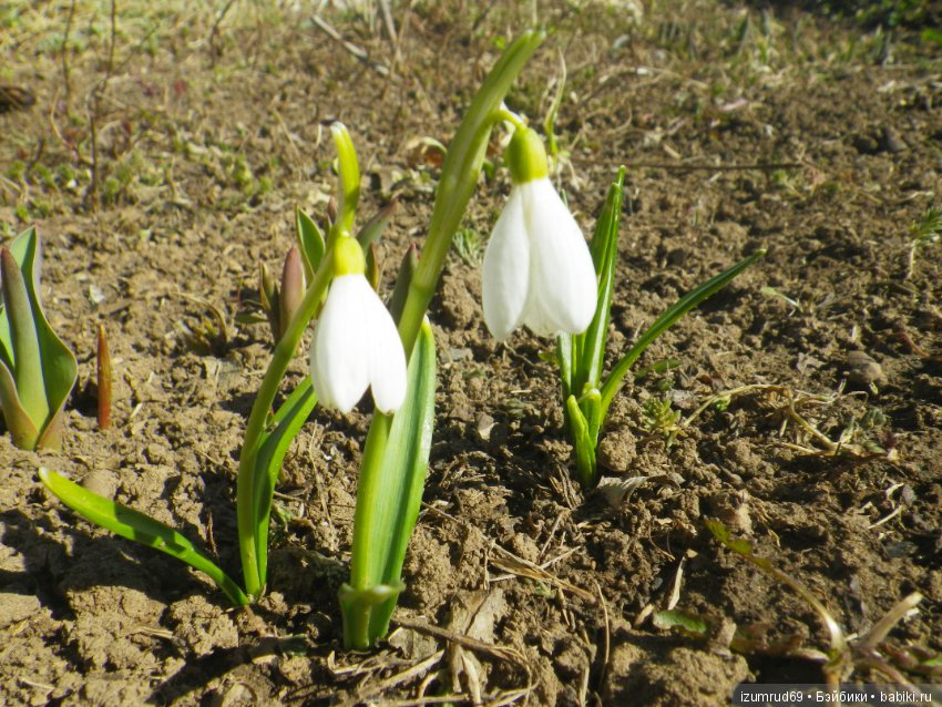 Луковичные в моем саду. С праздником 8 Марта