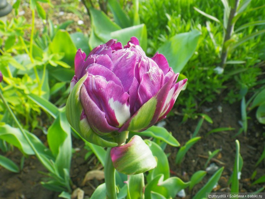 Луковичные в моем саду. С праздником 8 Марта