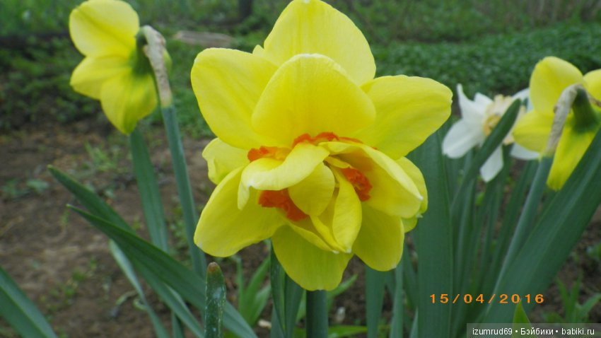 Луковичные в моем саду. С праздником 8 Марта (фото 8)