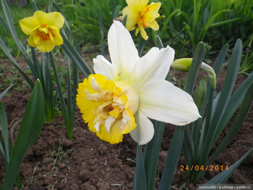 Луковичные в моем саду. С праздником 8 Марта