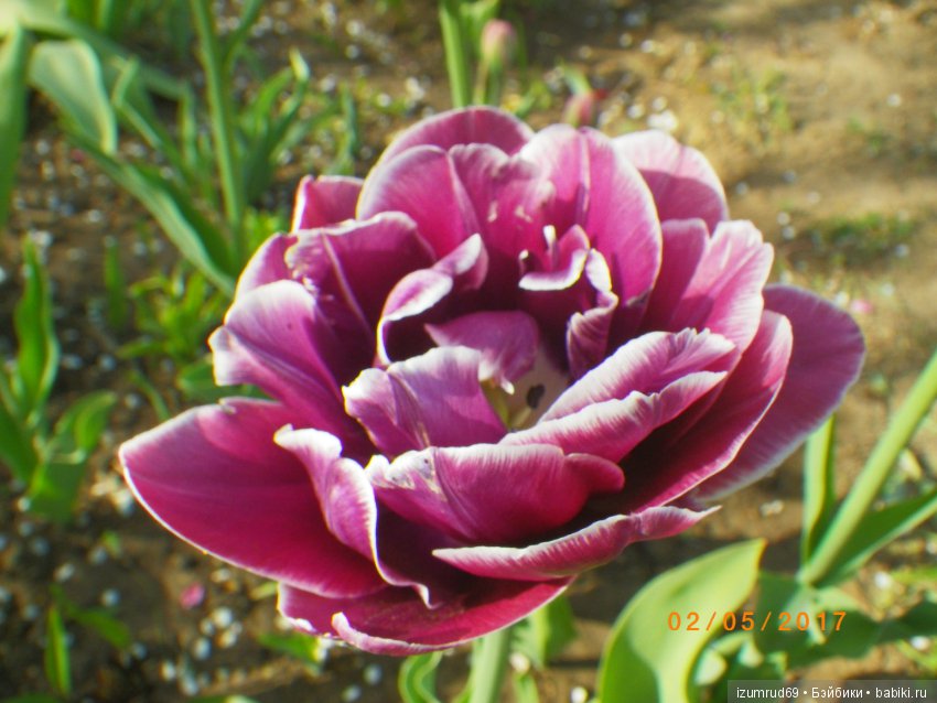 Луковичные в моем саду. С праздником 8 Марта