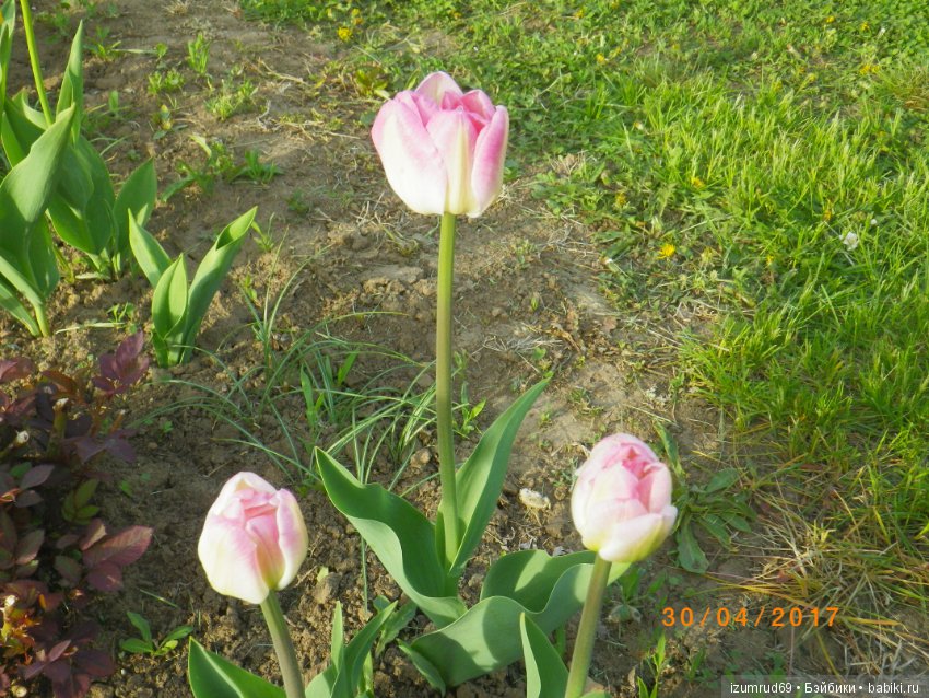 Луковичные в моем саду. С праздником 8 Марта