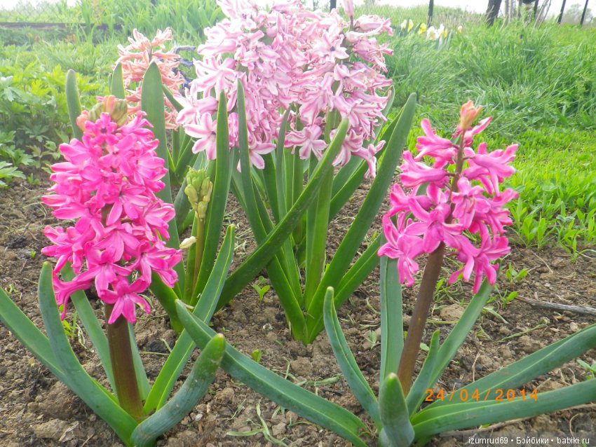 Луковичные в моем саду. С праздником 8 Марта