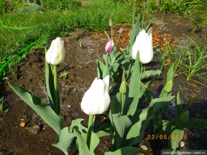 Луковичные в моем саду. С праздником 8 Марта