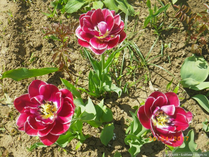 Луковичные в моем саду. С праздником 8 Марта