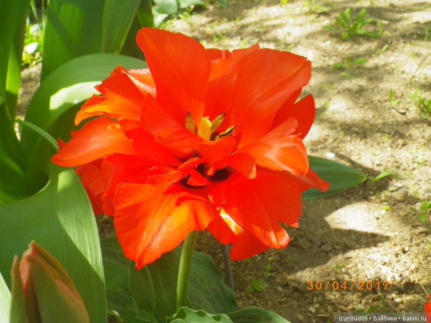 Луковичные в моем саду. С праздником 8 Марта