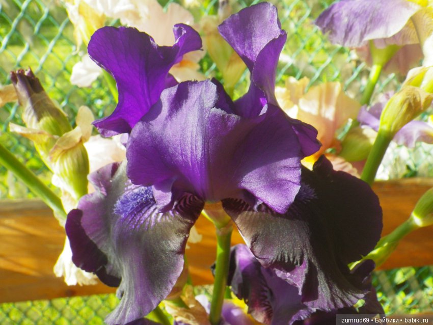 Ирисы в моем саду. Цветов много не бывает